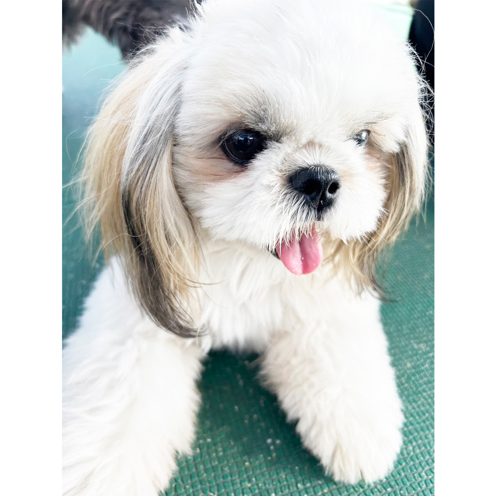 生徒が撮影したモデル犬③